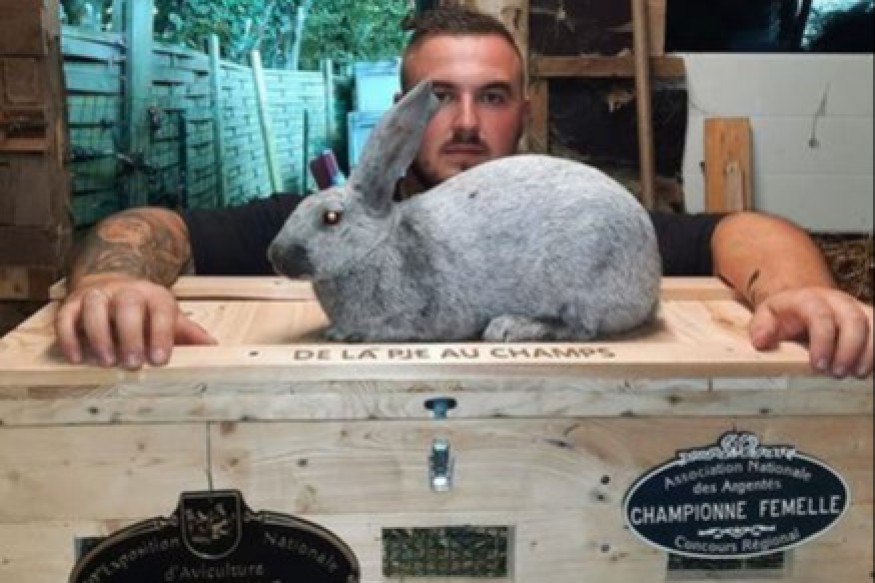 Anor : 3 lapins de Julien Papon en concours au Salon de l'Agriculture à Paris